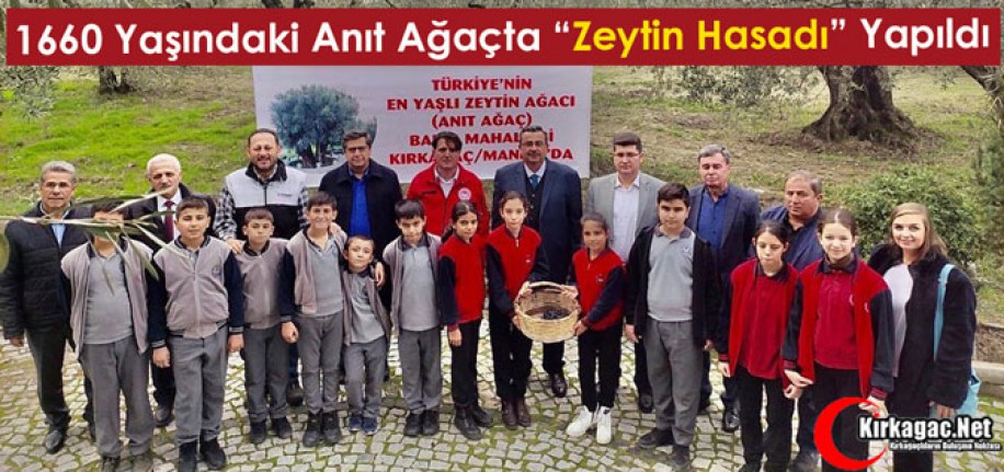 1660 YAŞINDAKİ ANIT AĞAÇTA "ZEYTİN HASADI" YAPILDI