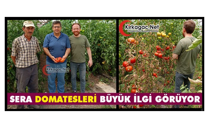 KIRKAĞAÇ’TA SERA DOMATESLERİ BÜYÜK İLGİ GÖRÜYOR