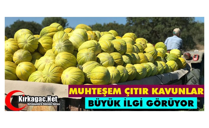 ÇITIR KAVUNLARA BÜYÜK İLGİ