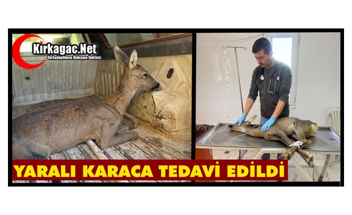 KIRKAĞAÇ'TA YARALI HALDE BULUNAN KARACA TEDAVİ EDİLDİ