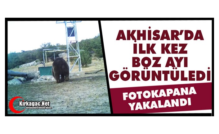 AKHİSAR’DA İLK KEZ BOZ AYI GÖRÜNTÜLENDİ