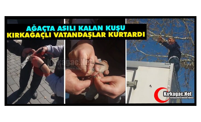 AĞAÇTA ASILI KALAN KUŞUN İMDADINA KIRKAĞAÇLI VATANDAŞLAR YETİŞTİ