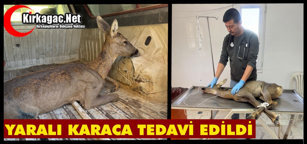 KIRKAĞAÇ'TA YARALI HALDE BULUNAN KARACA TEDAVİ EDİLDİ