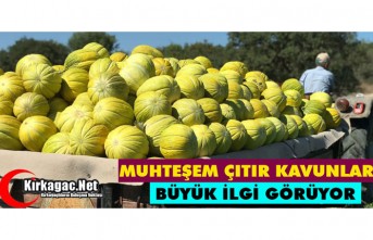 ÇITIR KAVUNLARA BÜYÜK İLGİ