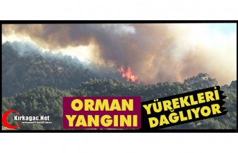 ORMAN YANGINI YÜREKLERİ DAĞLIYOR