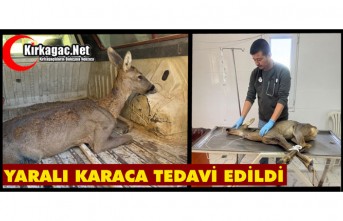 KIRKAĞAÇ'TA YARALI HALDE BULUNAN KARACA TEDAVİ EDİLDİ